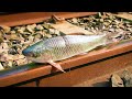 Experiment FISH vs TRAIN
