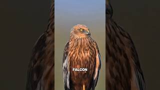 The fastest animal on earth
