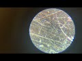 Stiff Ruler Under Microscope - Nano Labs 🧪 Microplastic Series