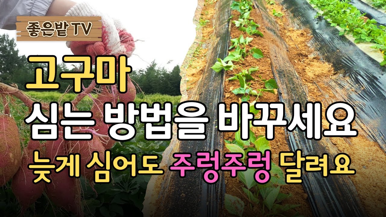 [25-76]고구마 심는 방법을 바꾸세요. 늦게 심어도 주렁주렁 달려요