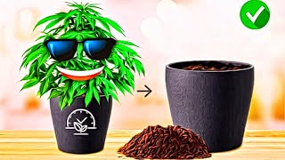 ☀🌱🪴 MARIJUANA 🌺 Пересадка в большой горшок.🐝 Метод LST. 🌺 Grow cannabis цветение 39 DAYS 🐲 Конопля 🌺