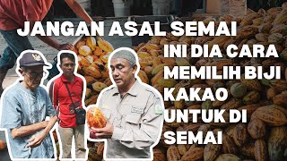 How to Select Cocoa Beans for Sowing