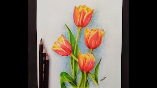 Easy Tulip Flower For Beginner || Using Colour Pencils