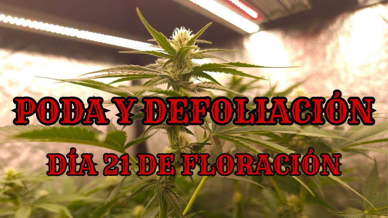 🍁CAPÍTULO 11 | PODA Y DEFOLIACIÓN DEL DÍA 21 DE FLORACIÓN🍂 CÓMO LA HAGO | NUEVO MARS HYDRO FC-E6500🍁