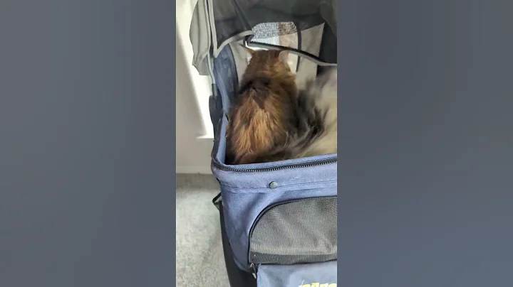 Video 4357971: coon cat mainecooncat, european maine coon cat, polydactyl maine coon cat, maine coon cat growing, catlover mainecooncats cute, mainecoon cat funny, cat old