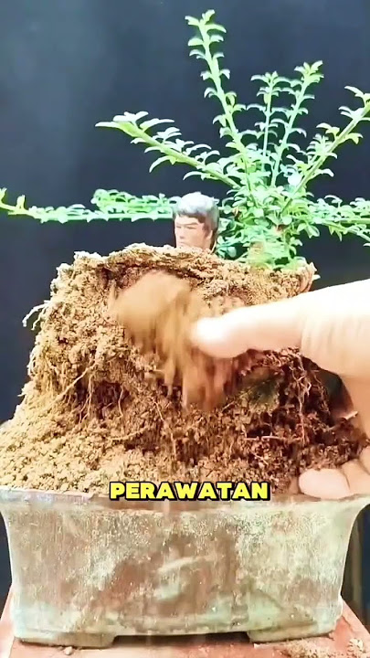 Bonsai Bruce Lee Inspirasi