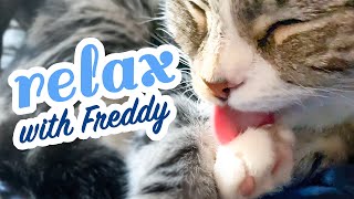 ASMR Cat Freddy  grooming, relaxing, purring  stress relief