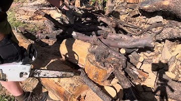 Stihl ms193t with muffler mod cutting.