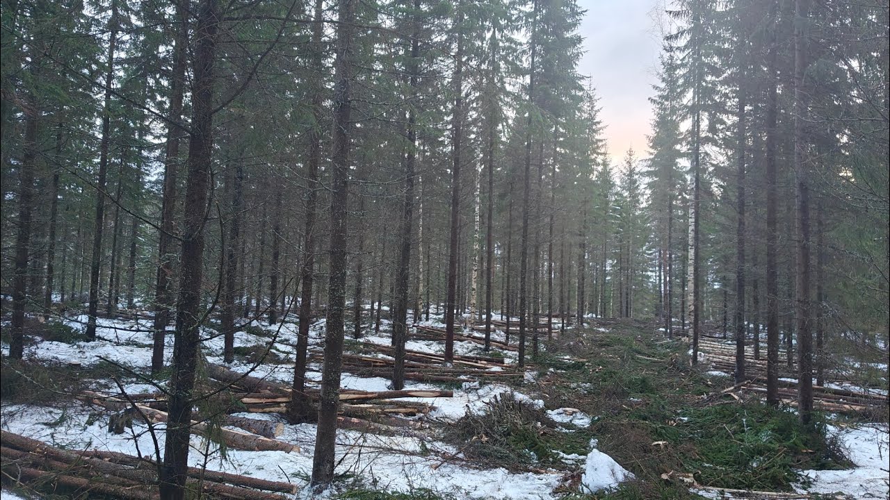 Kuusikon ensiharvennusta plussa kelissä. Ponsse Scorpion &H6