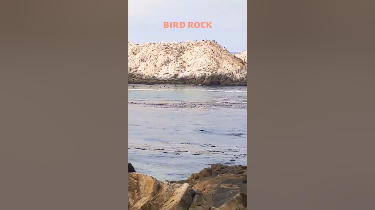 Everything I did at 17 miles drive#california#17miledrive#viral#viralshorts