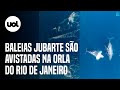 Grupo com mais de 60 baleias é avistado na orla do Rio de Janeiro; vídeos flagram o momento