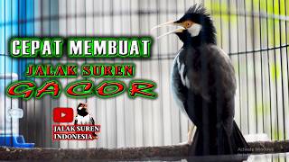 PANCINGAN JALAK SUREN   CEPAT MERANGSANG BUNYI LANGSUNG BERKICAU