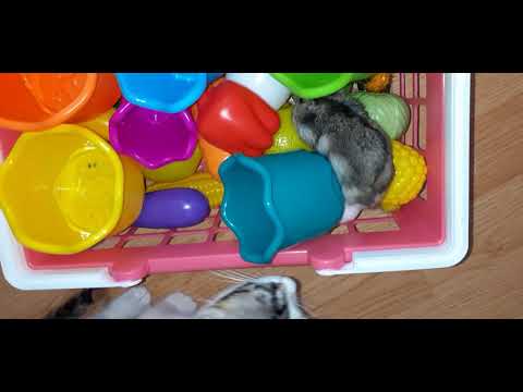 the lost hamster