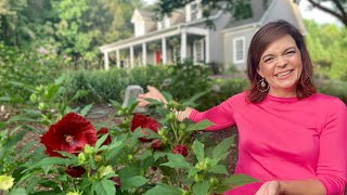 Hardy Hibiscus are Summerific // Gardening with Creekside