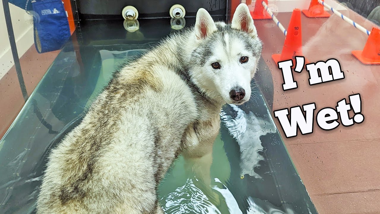 More Water Treadmill Therapy For My Dog! YouTube