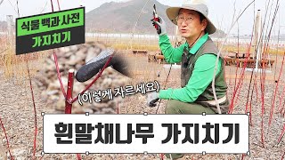 [식물백과사전] 관목의 가지치기는 이렇게 합니다 - Youtube