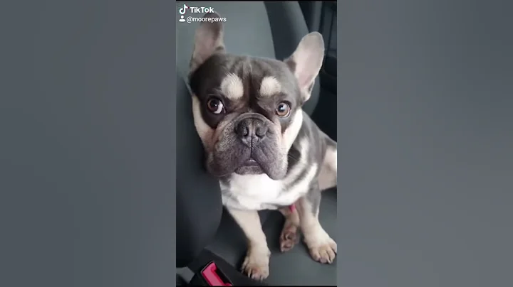 My Frenchie Farted!!