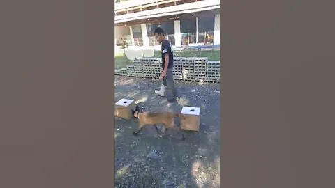 k9 training-scent box imprinting