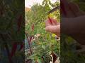 Fresh chillies grown at Terrace🏡🫶🏻🌶️ #stressrelief #garden #relaxing #gardening