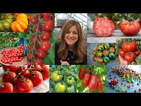 Video: Razítko odrůd rajčat. Jak pečovat o standardní odrůdy rajčat