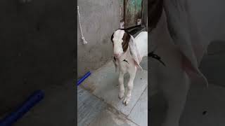 He jaji  bakra baby🧸🐐🥰🥰#goat  #music