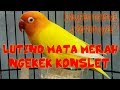 Cara Merawat Lovebird Lutino Mata Merah