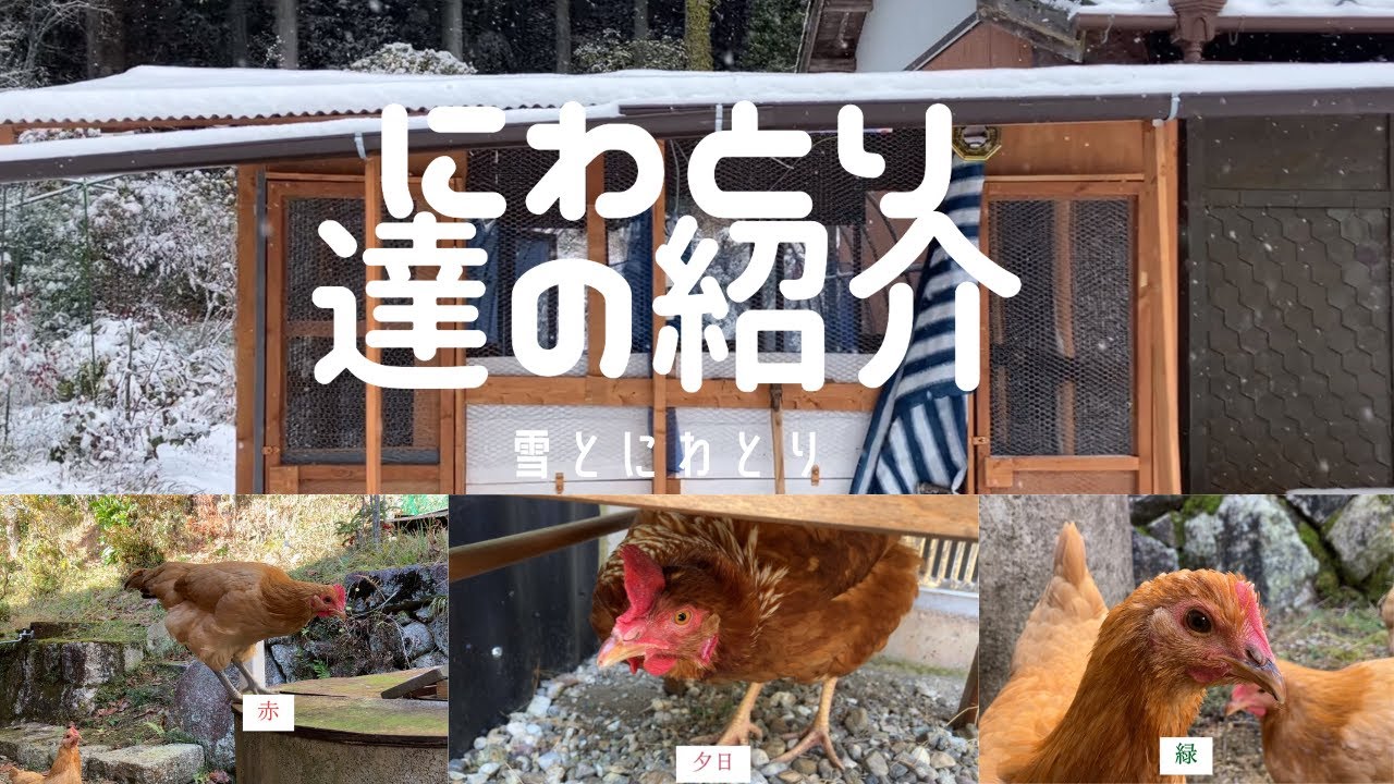 にわとり達の紹介/生後半年にして鶏冠（トサカ）が立派に/雪とにわとり - YouTube
