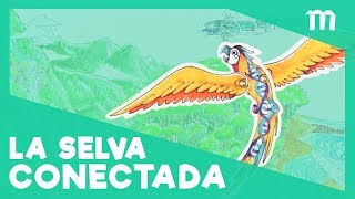 ¿Por qué el Amazonas es tan importante?