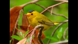WILSON'S WARBLER