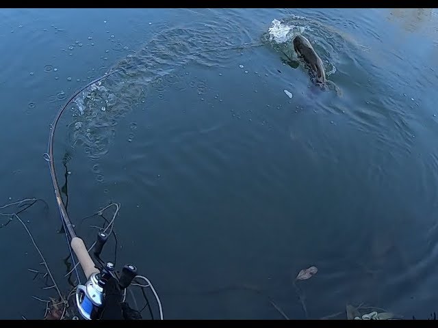 MONSTER 50" MUSKIE hits figure 8 at the bank!