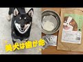 愛犬の体臭・口臭・歯垢・歯石ケアが簡単で優秀なもの見つけた！