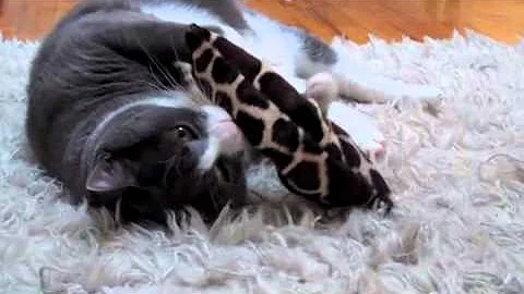 Cats Play With Catching Lizards Catnip Kicker