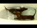 dachshund puppy bath time: these dachshund puppies love bath time