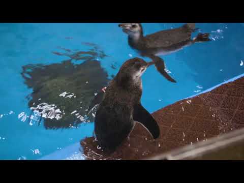 The Penguin Chicks Start Swimming
