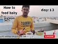 How to feed baby pigeon full update in kannadapigeons adda p20