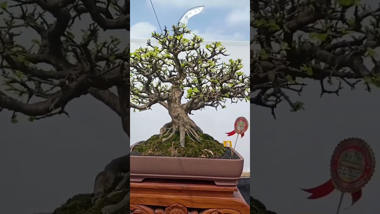 Calon Bonsai Juara ❗