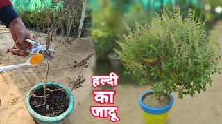 सुखी तुलसी हो जायेगी घनी और हरिभरी ।। Tulsi Plant Care Tips screenshot 1