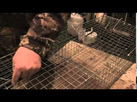 Video: How To Make A Cage For A Muskrat