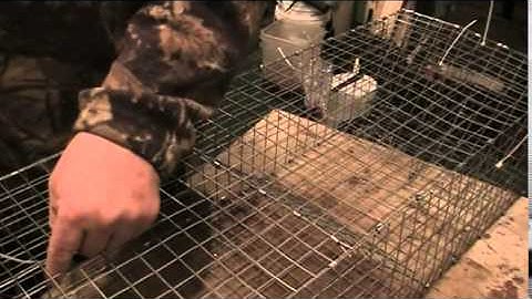 Making Muskrat Submarine Colony Traps: Type 2