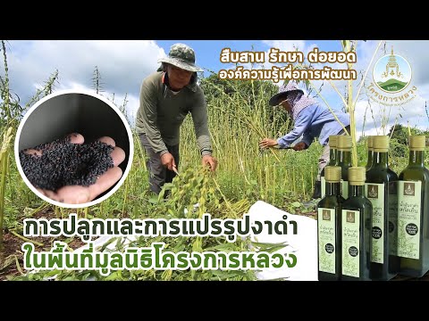 วีดีโอ: ปลูกงาจากเมล็ด – วิธีการปลูกเมล็ดงาในสวน