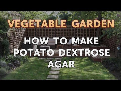 How to Make Potato Dextrose Agar