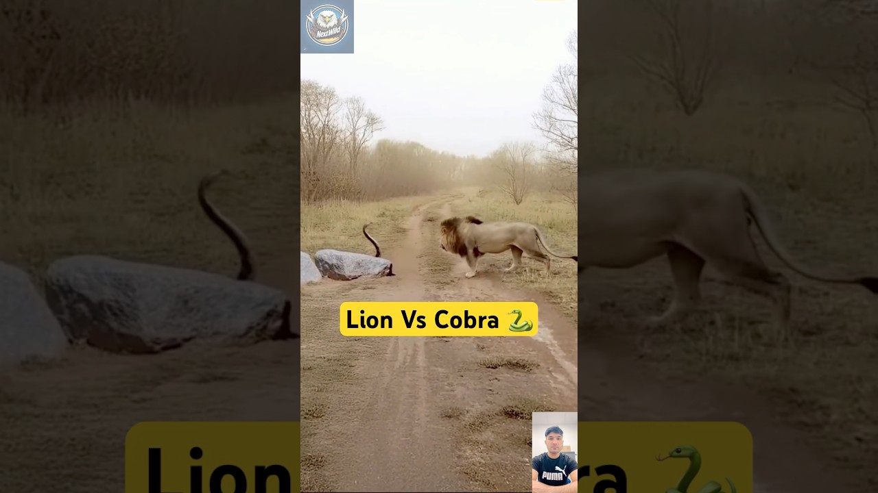 Snake vs Lion - Who Wins This Shocking Jungle Showdown?