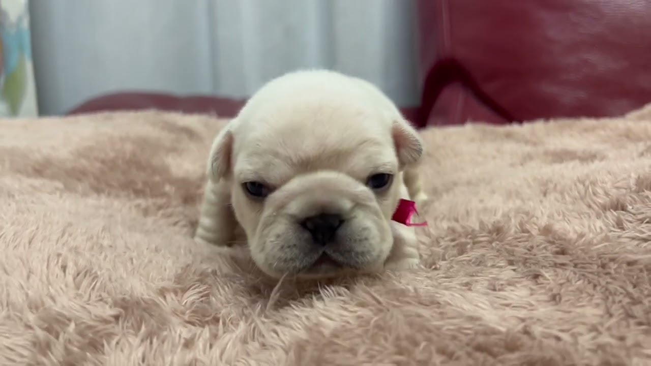 子鹿と白いフレンチブルドッグの子犬 HD 壁紙のダウンロード, image size:1280x720