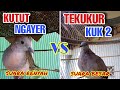 Perkutut Lokal Gacor Suara Renyah VS Derkuku Kuk 2 Suara Besar‼️