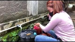 Story Wa pecinta ayam aduan cantik (No Skip) !!!!!