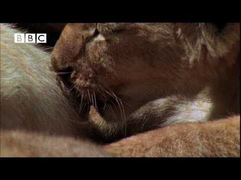 Funny Talking Lion Cubs Breast Feeding Tips (Helen Mirren,Kate Winslet,Rupert Graves,Martin Freeman)