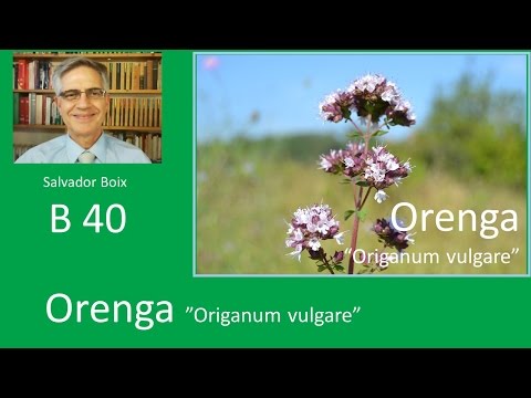 Vídeo: Orenga, Orenga, Marduix