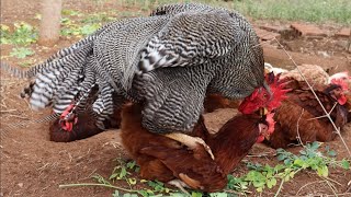 O Cruzamento Pra Vender Pintinhos Caipiras Adoidado