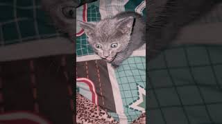 #mascotas #gatitos tiernos