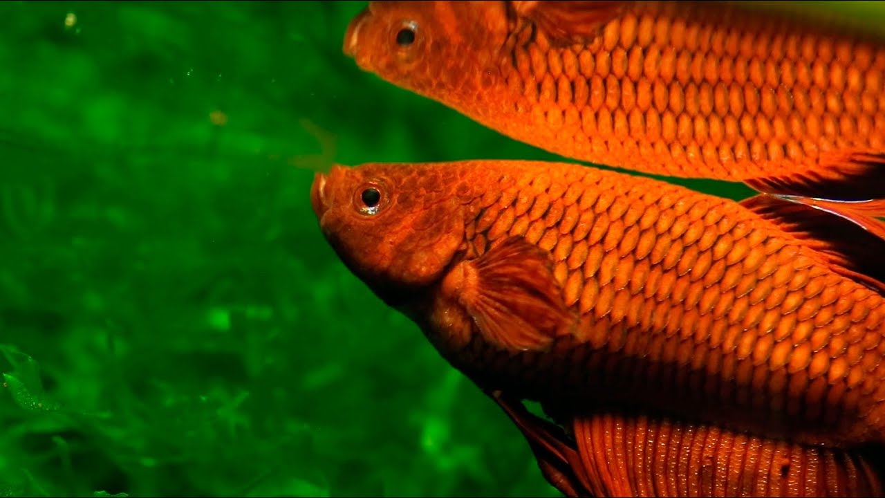 Siamese Fighting Fish 